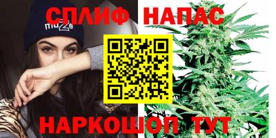 шишки Гай